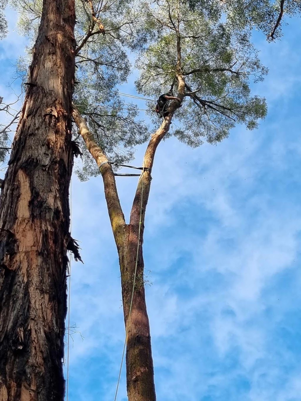Next Step Tree Removals | 413 Monbulk Rd, Monbulk VIC 3793, Australia | Phone: 0455 331 045