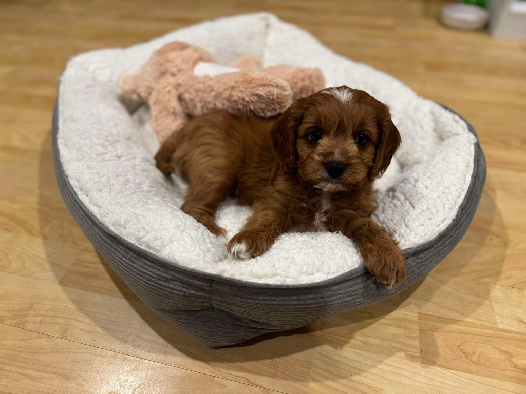 Cuddle a Cavoodle | Northern Rivers, Kyogle NSW 2474, Australia | Phone: 0450 208 420