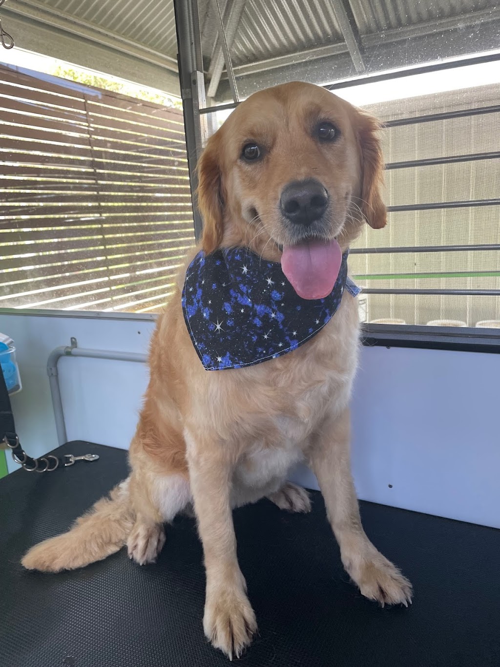 Clean a Paw, South Maclean | 29-39 Crest Rd, South Maclean QLD 4280, Australia | Phone: 0405 407 243 Clean a Paw, South Maclean | 29-39 Crest Rd, South Maclean QLD 4280, Australia | Phone: 0405 407 243