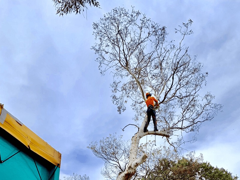 Treetops Tree Services | 3 Bussell Cres, Cook ACT 2614, Australia | Phone: 0407 573 008