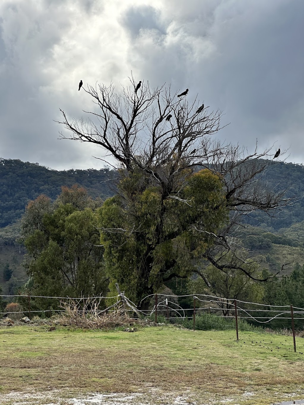 Scene and Herd | 5972 Ilford Sofala Rd, Ilford NSW 2850, Australia | Phone: 0417 651 223