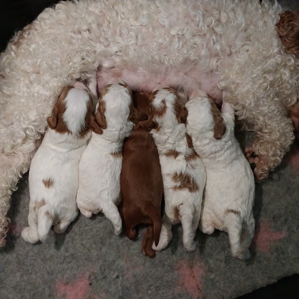 Memrabull Theodores (Cavoodles) | Cranley QLD 4352, Australia | Phone: 0451 553 535