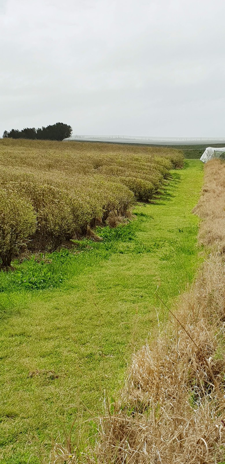 Blueberry Fields | food | 769 Fernleigh Rd, Brooklet NSW 2479, Australia | 0266878114 OR +61 2 6687 8114