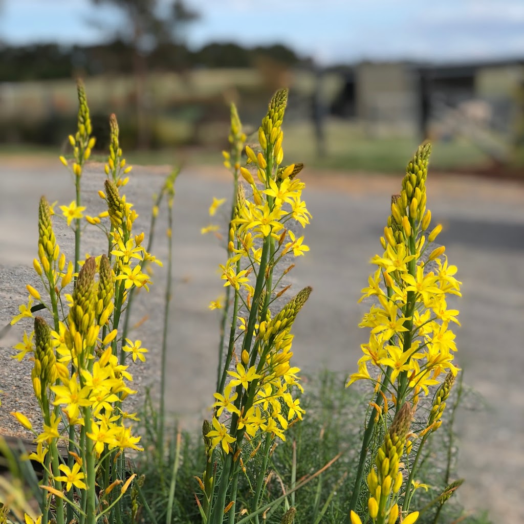 Blackwattle Alpaca Farm | 315 Patemans Ln, Murrumbateman NSW 2582, Australia | Phone: 0403 991 612