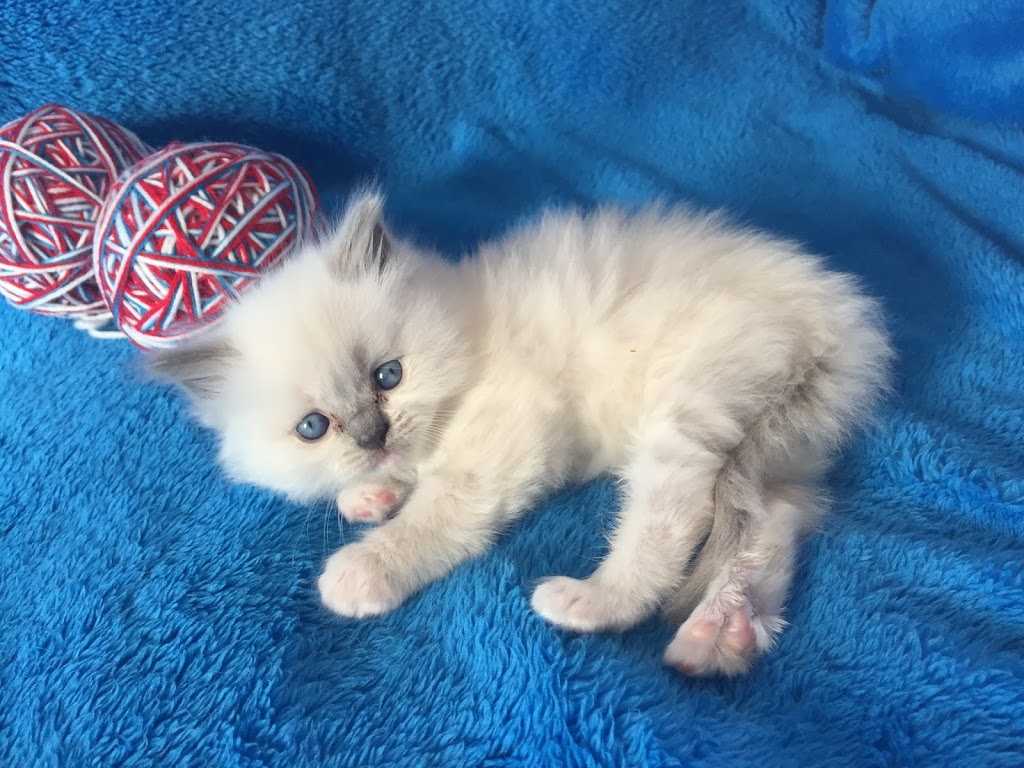 cRAiGDOLLS Ragdoll Cat & Kittens - Purrfect kittens to complete  | Mort Street, Katoomba NSW 2780, Australia | Phone: (02) 4782 6476