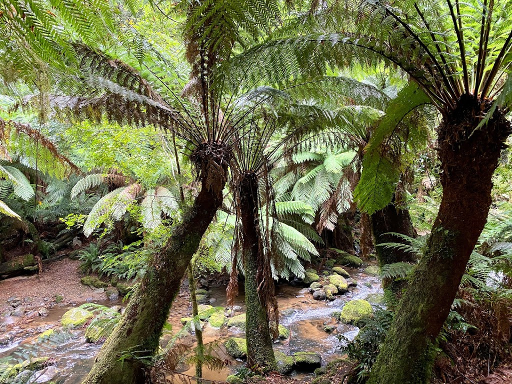 Mount Victoria Forest Reserve | park | Tasmania, Australia