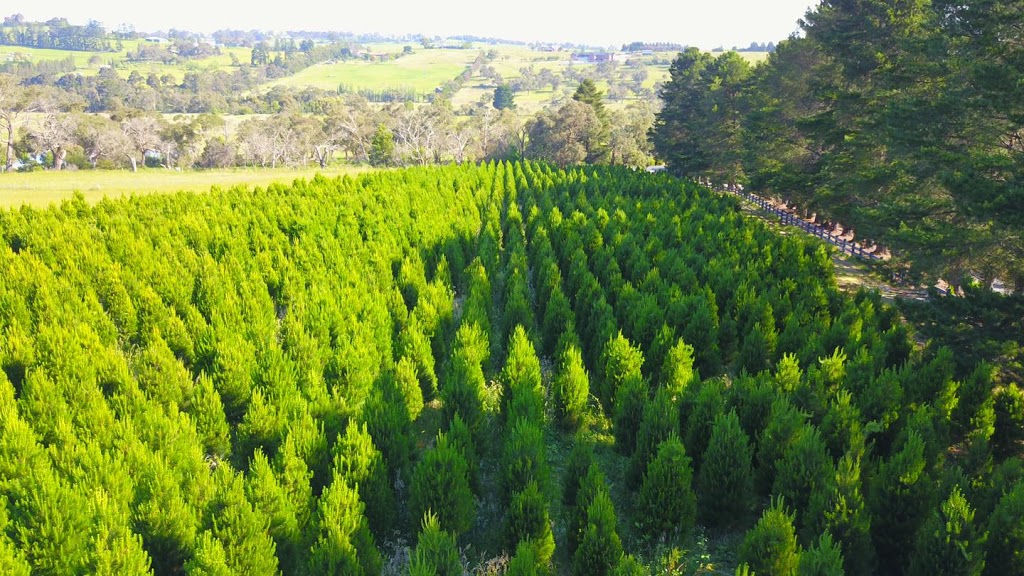 Maybloom Christmas Tree Farm |  | 651 Belgrave-Hallam Rd, Narre Warren East VIC 3804, Australia | 1300530135 OR +61 1300 530 135