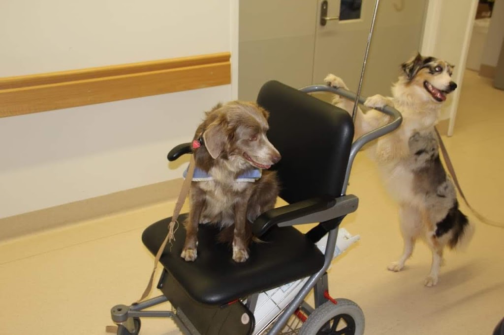 Therapy Dogs NSW 589 Duri Dungowan Rd Timbumburi NSW 2340 Australia