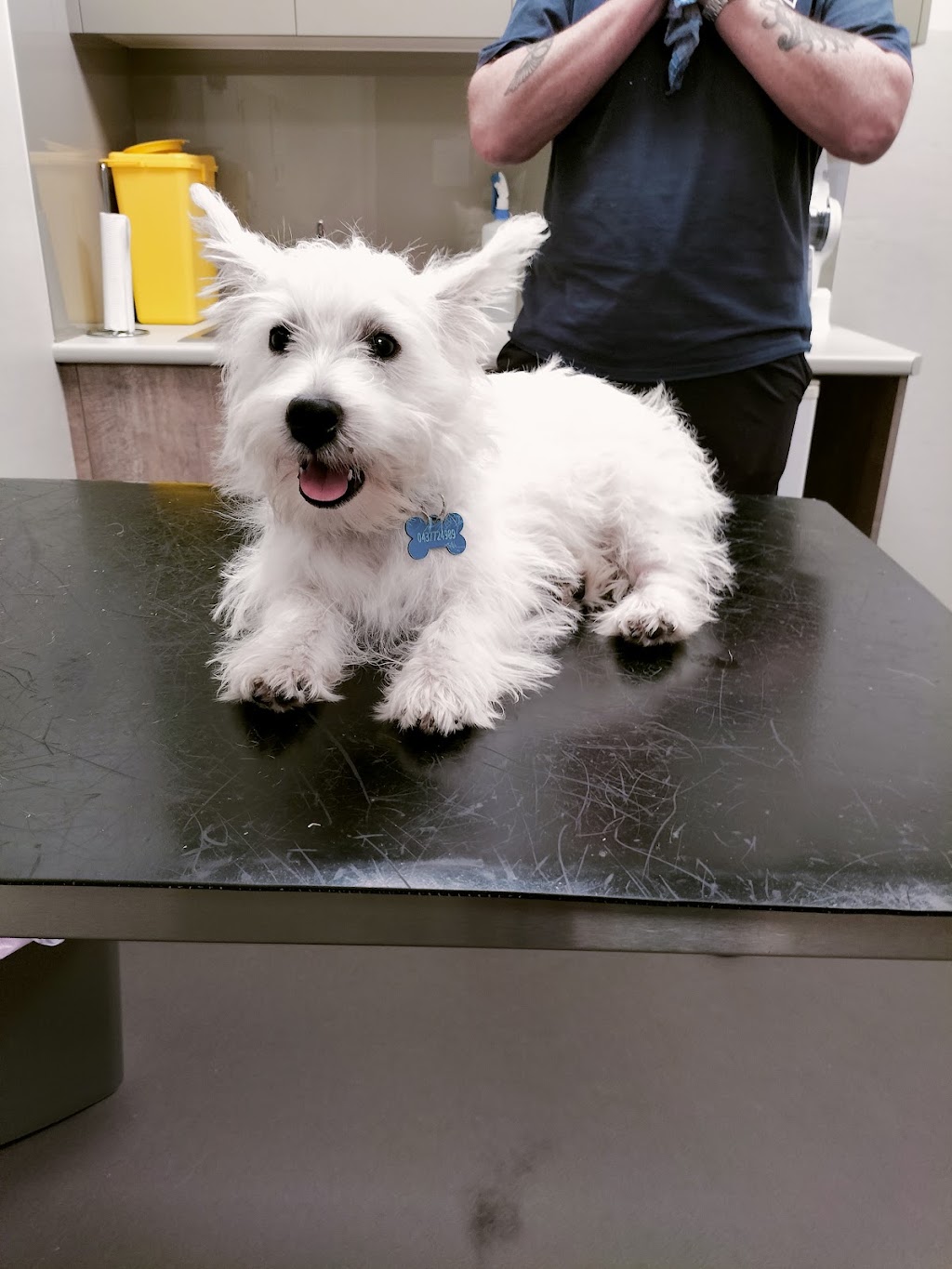 Valley Veterinary Surgery - Marian | 3 Hadley St, Marian QLD 4753, Australia | Phone: (07) 4914 2404