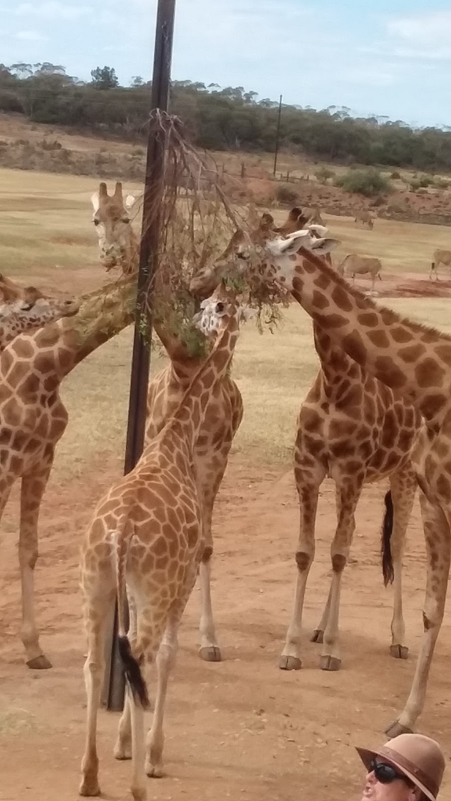 Giraffe lookout | zoo | Unnamed Road, Monarto SA 5254, Australia