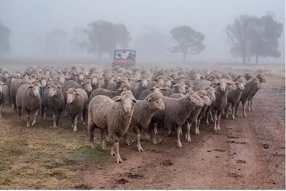 Karbullah Poll Merinos | 649 Spinks Rd, Billa Billa QLD 4390, Australia | Phone: 0428 187 305