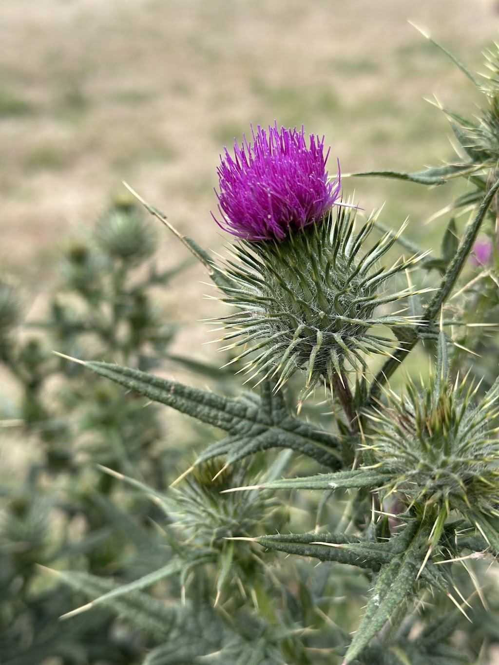 Dutchy of Cornwall | 20 Old Cartons Ln, Gordon VIC 3345, Australia | Phone: 0419 287 497