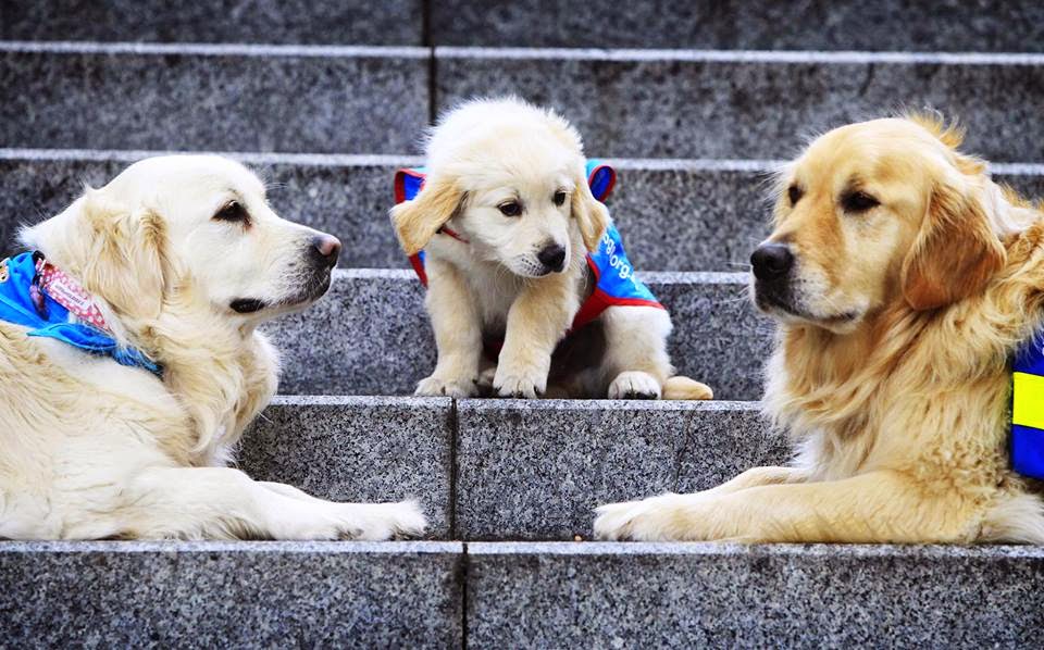 Assistance Dogs Australia |  | 1780 Princes Hwy, Waterfall NSW 2233, Australia | 1800688364 OR +61 1800 688 364