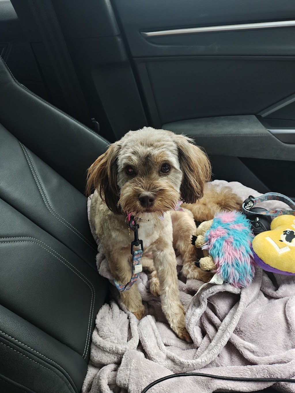 Happy Feet Grooming Parlour | 335 Princes Hwy, Bomaderry NSW 2541, Australia | Phone: 0401 247 023