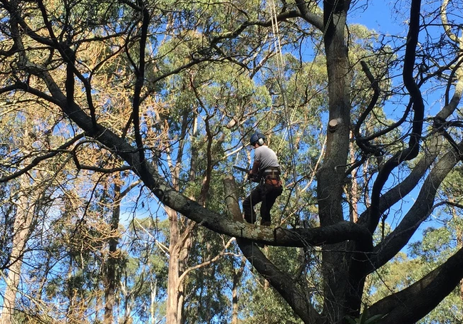 The Tree Removal Service. |  | Launching Place VIC 3139, Australia | 0418721643 OR +61 418 721 643