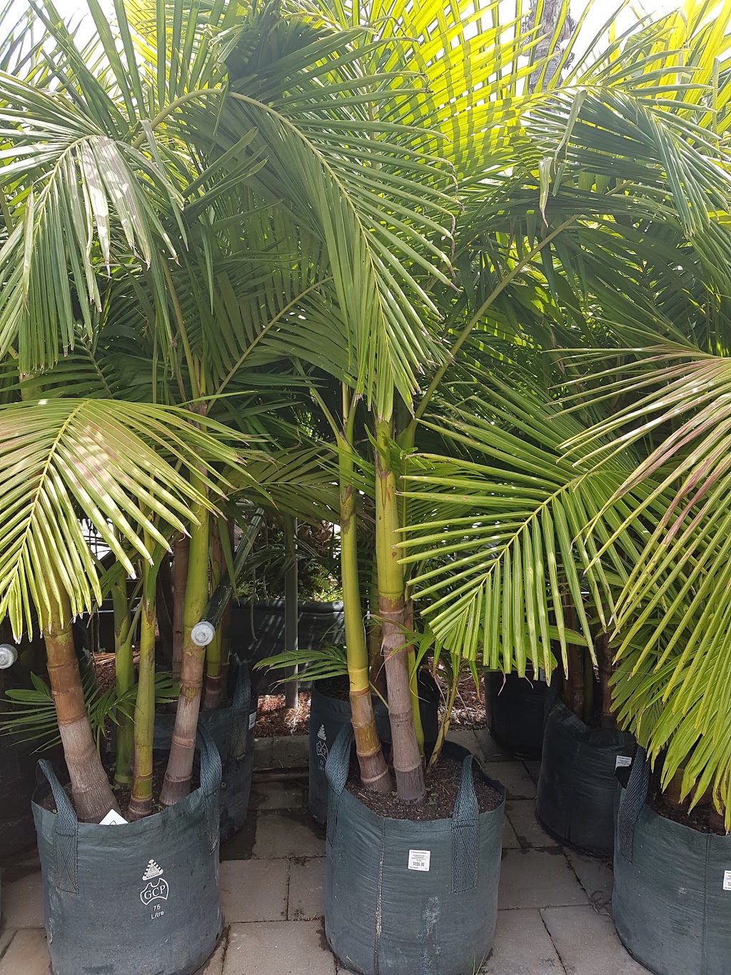 Palm Plantation | general contractor | 34 Cardiff Ct, Cavan SA 5094, Australia | 0882627001 OR +61 8 8262 7001