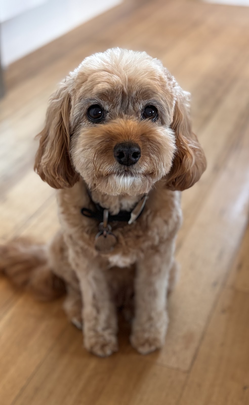 Canine Elegance | 2/110 James St, Templestowe VIC 3106, Australia | Phone: 0412 930 039