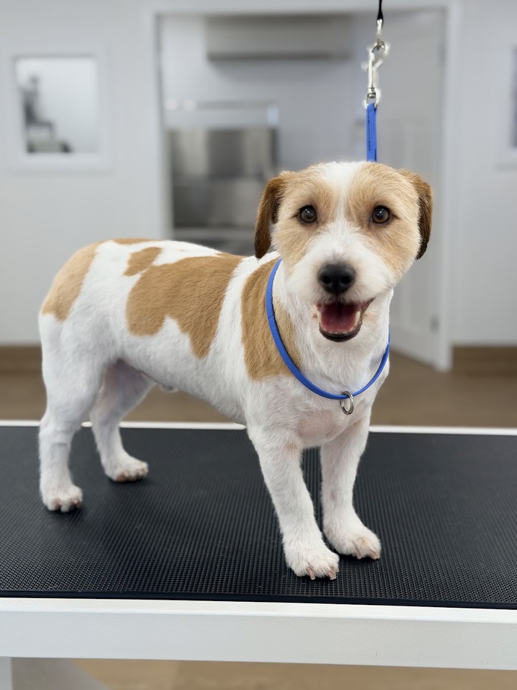Fetch & Co Dog Grooming Salon | 10 Sara St, Toronto NSW 2283, Australia | Phone: 0419 598 509