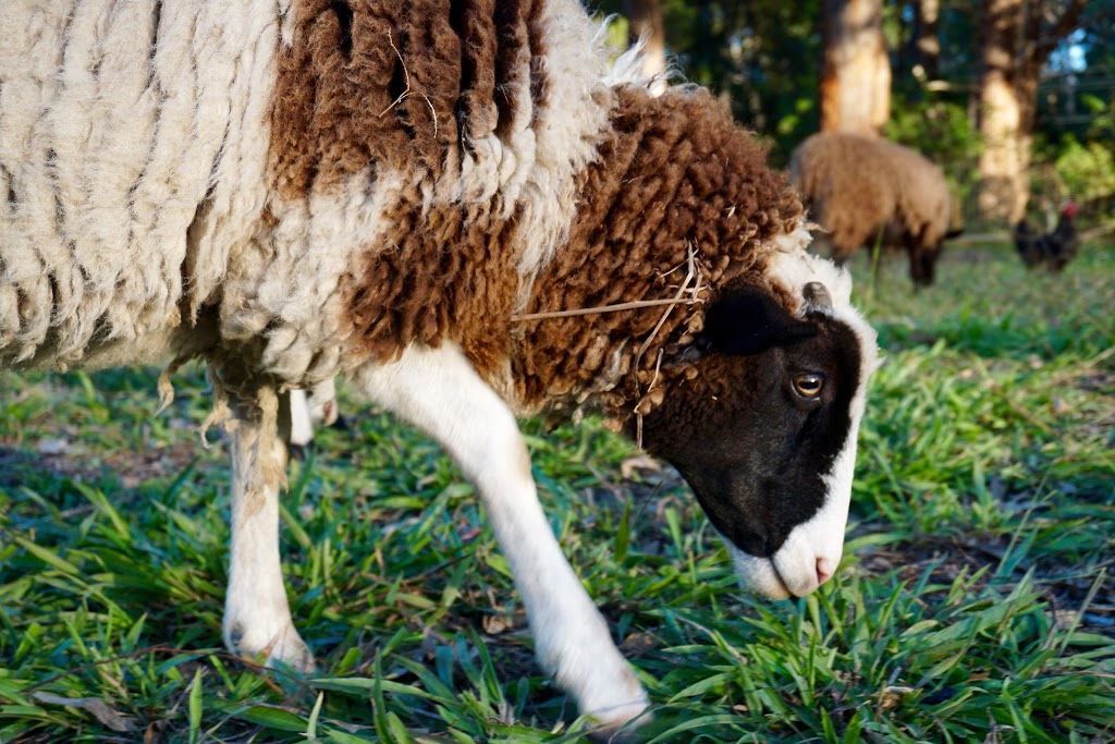 New Life Farm | Wakelands Rd, Sapphire Beach NSW 2450, Australia | Phone: 0499 606 412