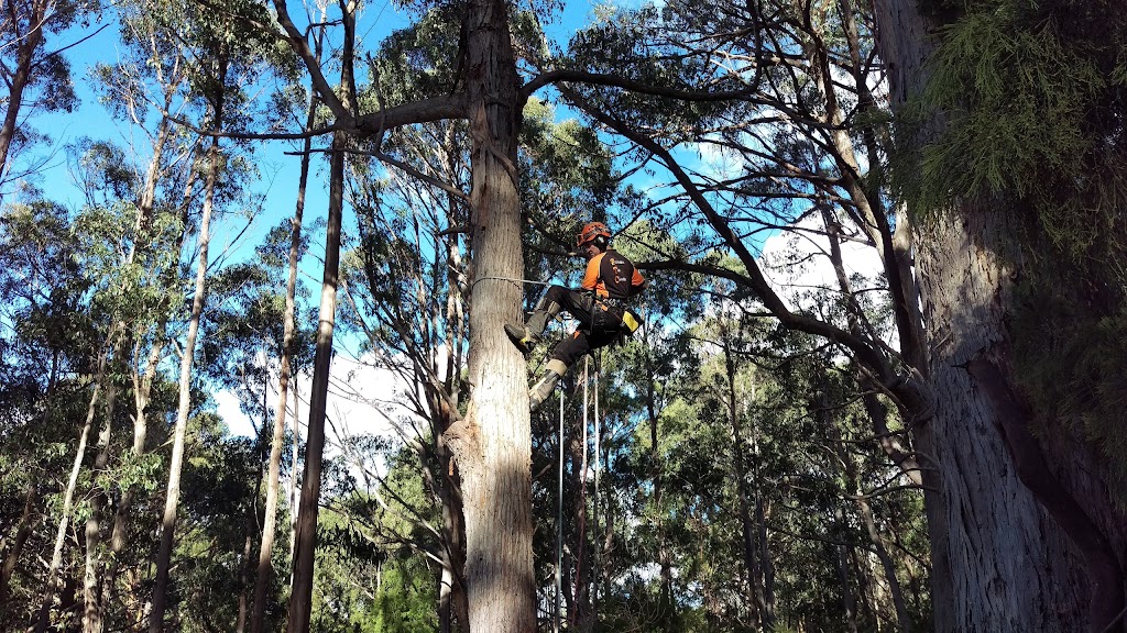 East Coast Tree Services, Tasmania | 10 Rheban Rd, Orford TAS 7190, Australia | Phone: 0448 512 092