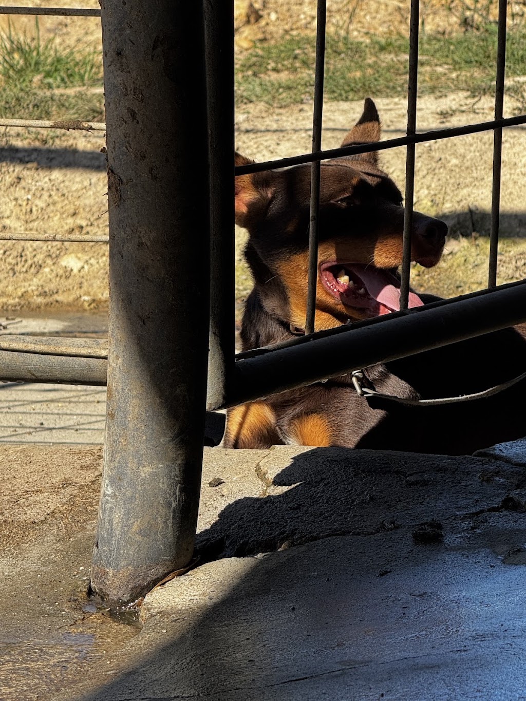 Tarwin.Valley.Kelpies | 500 Meeniyan-Mirboo N Rd, Dumbalk VIC 3956, Australia | Phone: 0439 398 277