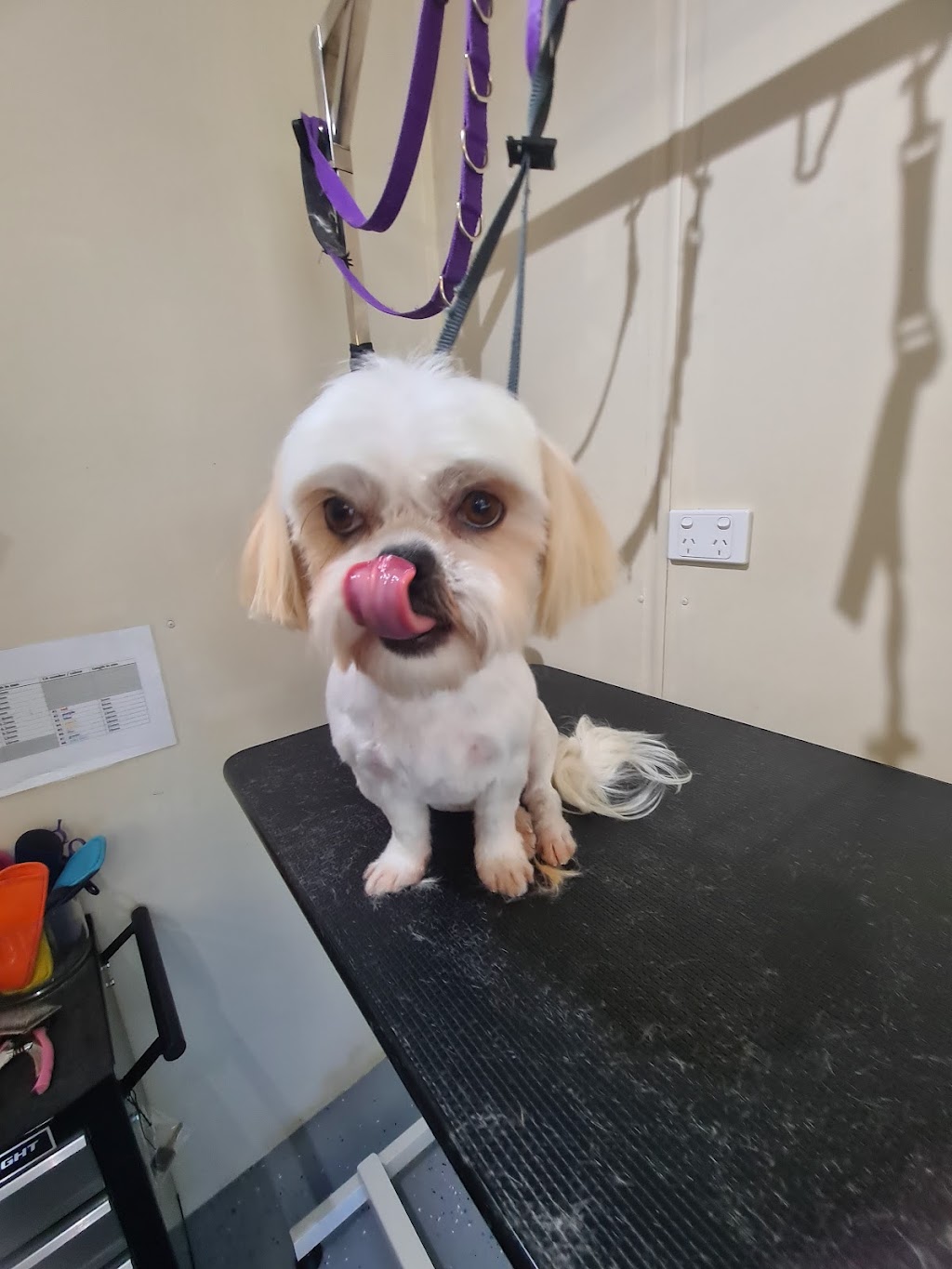 Barkin Bubbles Pet Services | 53 Back Ma Ma Rd, Winwill QLD 4347, Australia | Phone: 0447 639 953