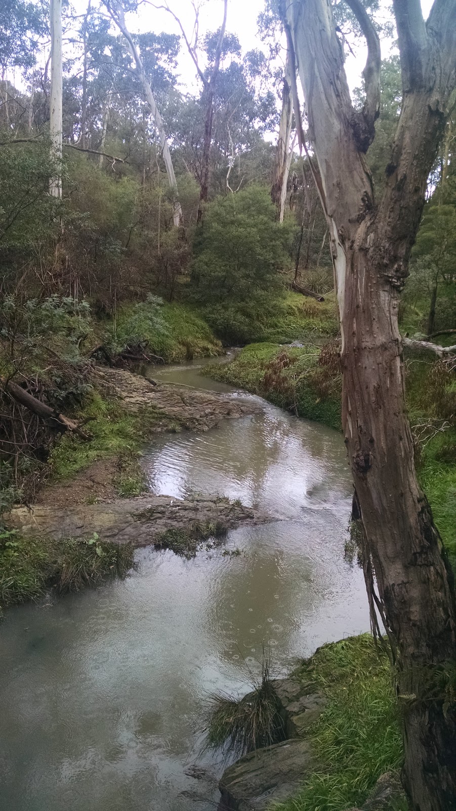 Yarran Dheran Nature Reserve | Ashburton Dr, Mitcham VIC 3132, Australia | Phone: (03) 9874 5968