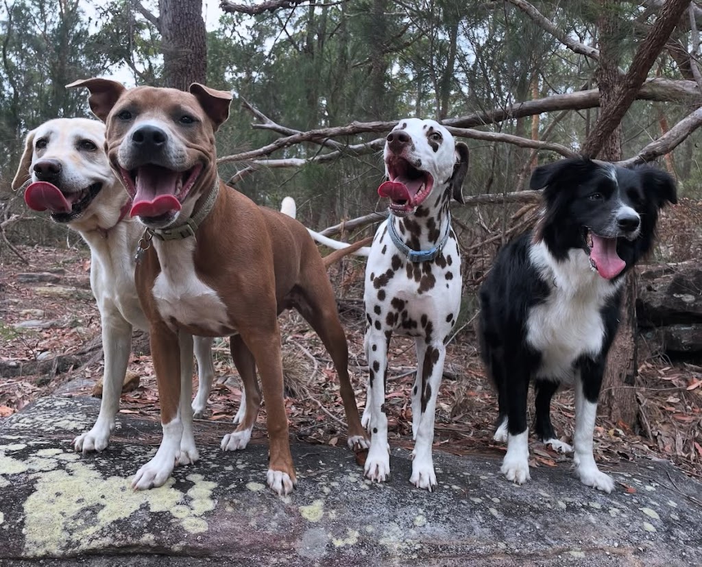 Wags Petcare | Cromer Rd, Cromer NSW 2099, Australia | Phone: 0426 171 191