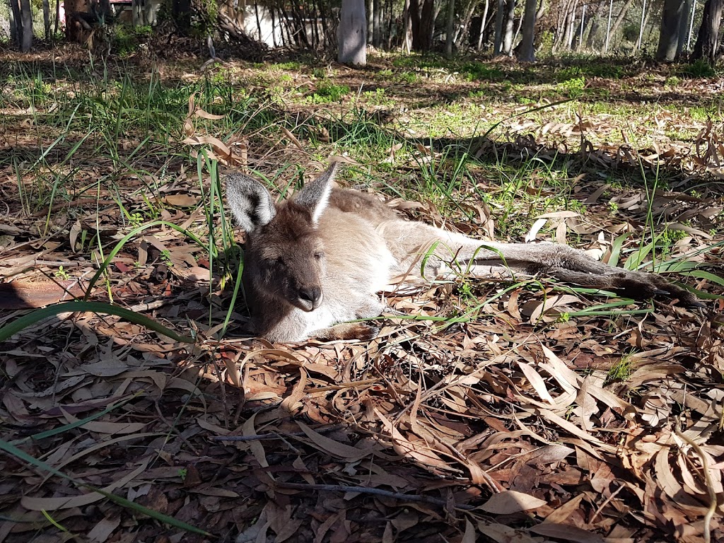 Yanchep Koala Boardwalk | Yanchep WA 6035, Australia | Phone: (08) 9303 7759