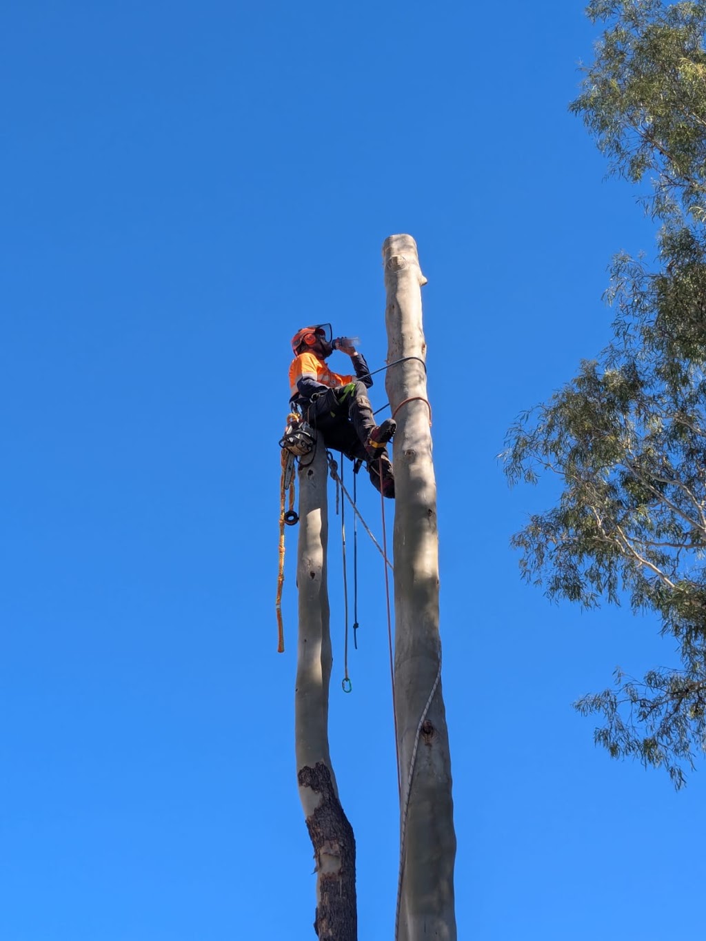 Tabernacle Timber | 4947 Chinchilla Tara Rd, Tara QLD 4421, Australia | Phone: 0423 025 861