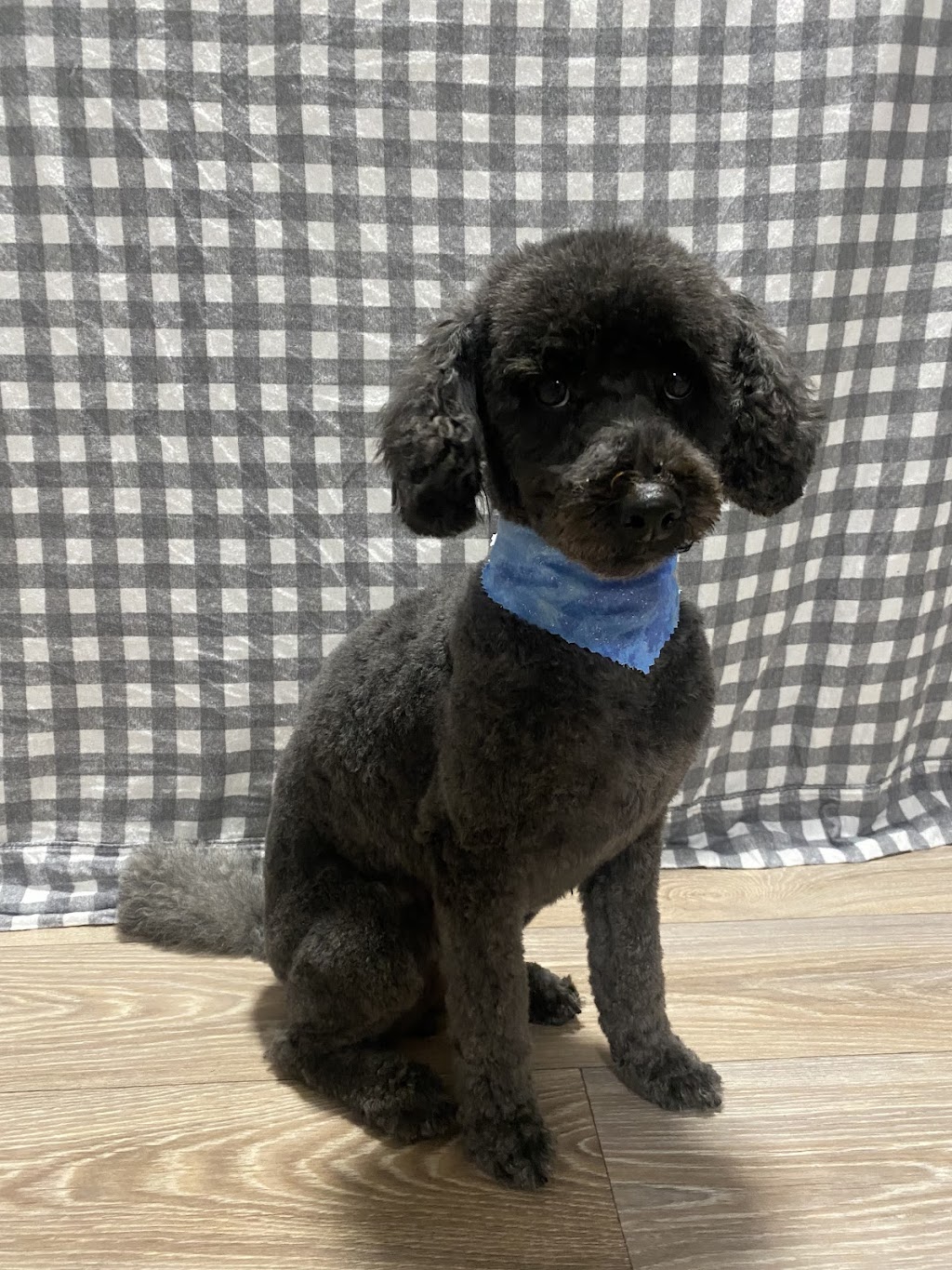 Pawsome pooches grooming service | 123 Pacific St, Corindi Beach NSW 2456, Australia | Phone: 0428 938 459
