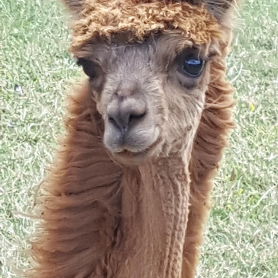 Erwin Alpacas |  | 444 Gap Rd, Alstonville NSW 2477, Australia | 0413069037 OR +61 413 069 037