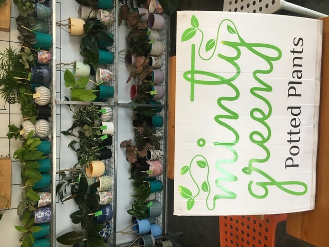 Minty Green Plants | U4/61 Farrall Rd, Midvale WA 6056, Australia | Phone: (08) 6110 5565