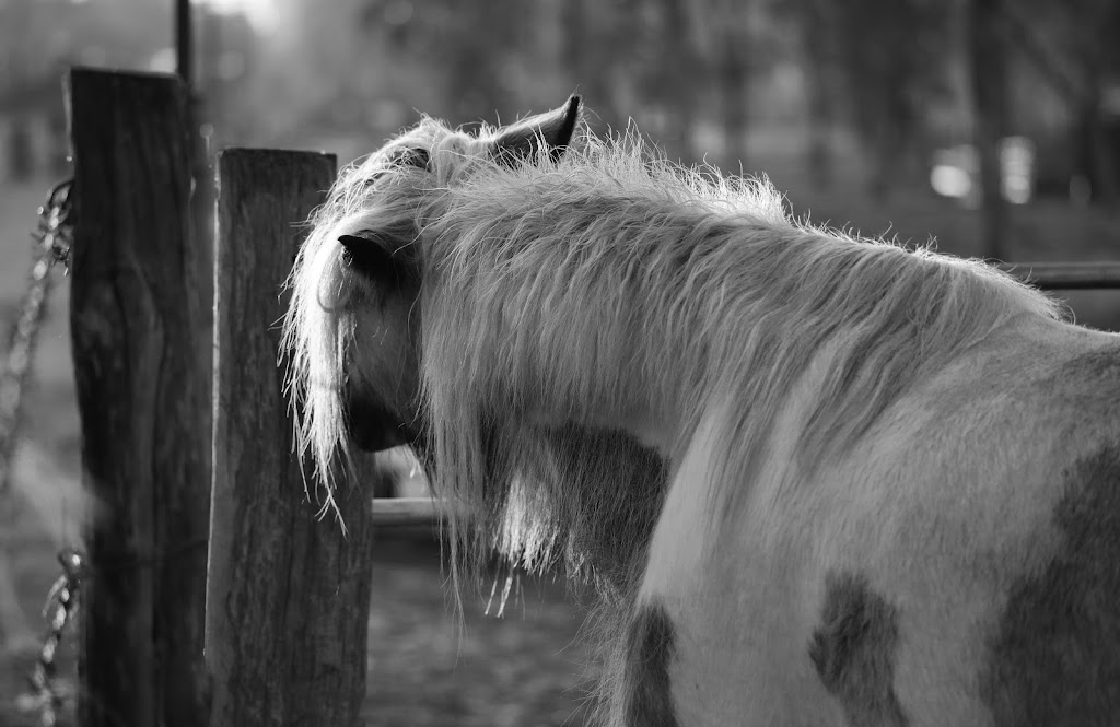 D. Milsom Photography | 256 Beacon Rd, Tamborine Mountain QLD 4272, Australia | Phone: 0411 537 109