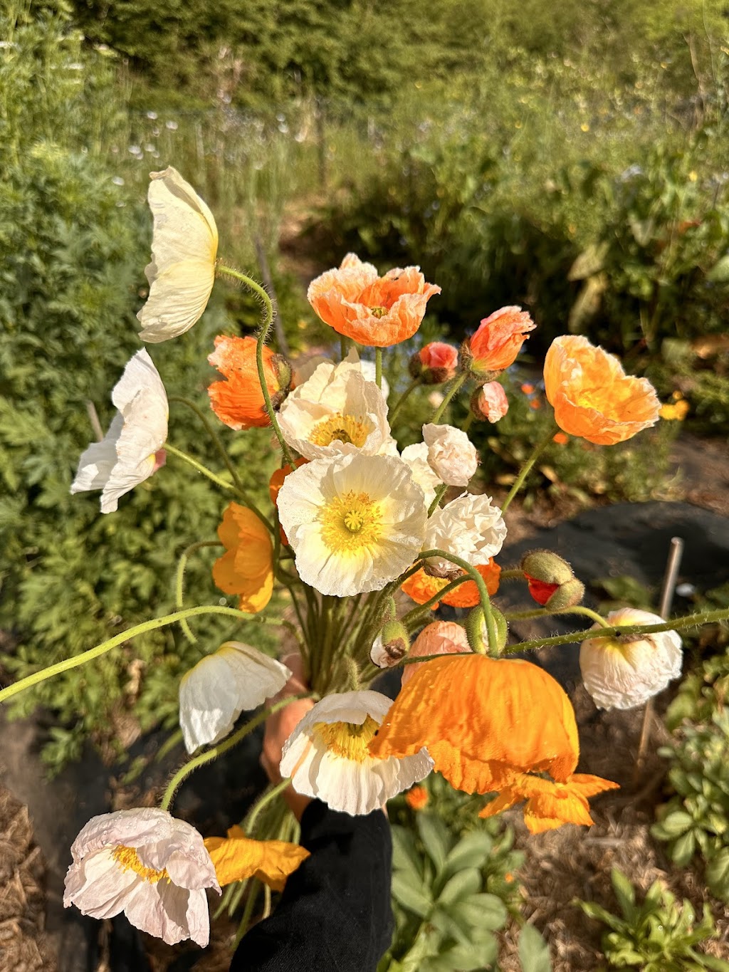 Flower Eros | Pinchin Rd, The Channon NSW 2480, Australia | Phone: 0457 729 862