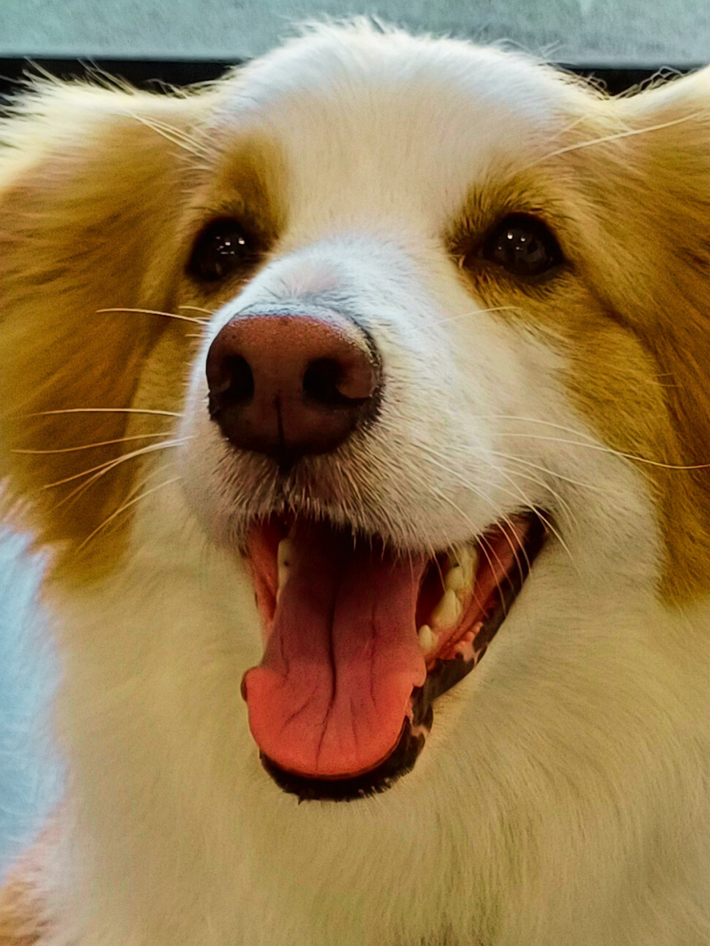 Big Dog Grooming | 169 Six Mile Creek Rd, Postmans Ridge QLD 4352, Australia | Phone: 0447 756 525