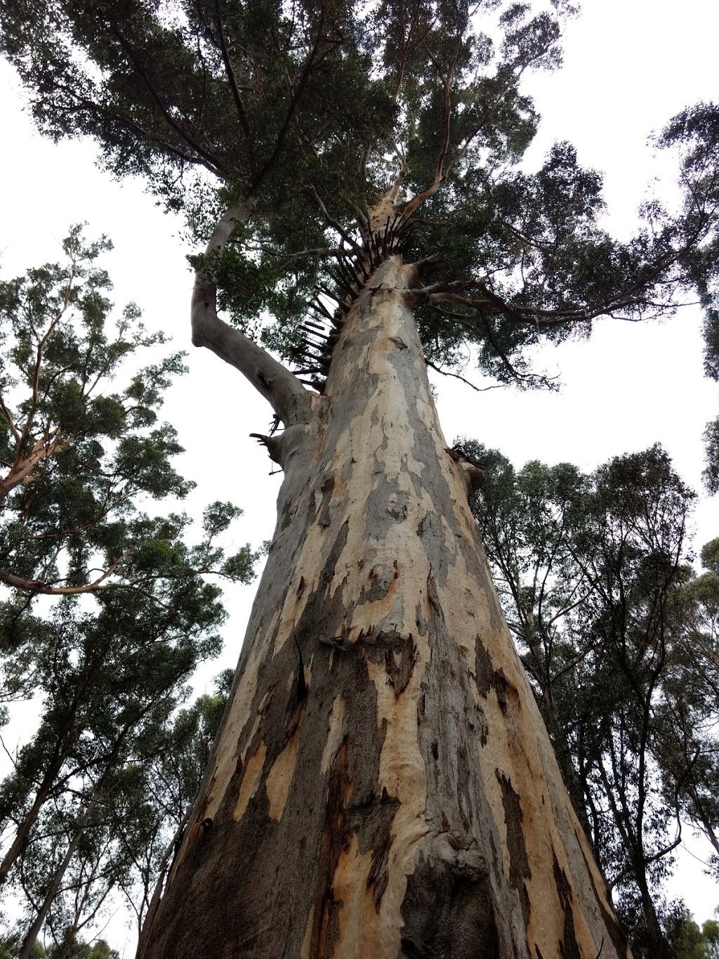 Boorara Tree | park | Boorara Brook WA 6262, Australia