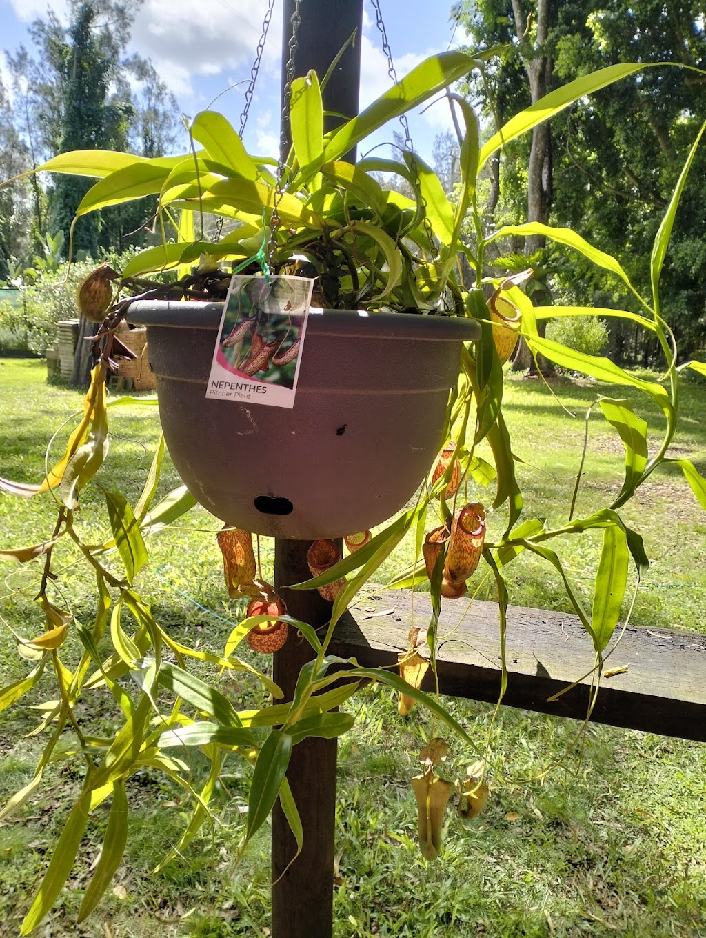 Scotts Head Nursery | 482 Scotts Head Rd, Way Way NSW 2447, Australia | Phone: 0478 807 849