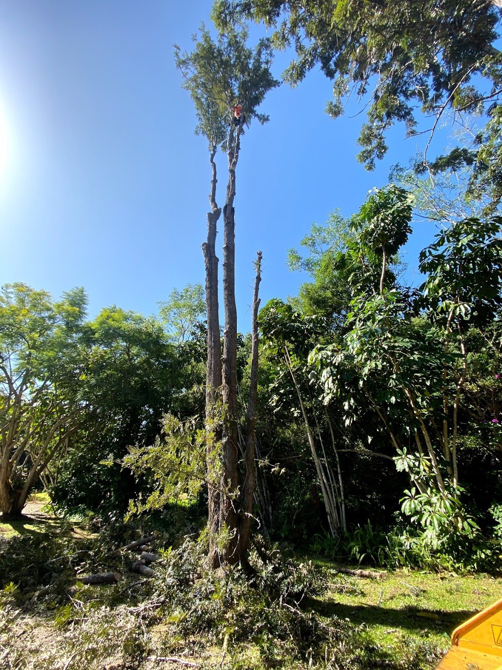 Sunny Coast Tree Removal |  | 60 Dean Rd, Verrierdale QLD 4562, Australia | 0422936005 OR +61 422 936 005