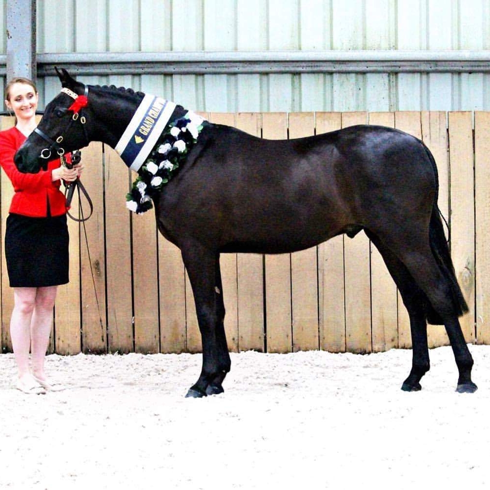 Allenmore Stud. Riding Ponies & Thoroughbreds | food | Yarrock Rd, Kaniva VIC 3419, Australia | 0353922551 OR +61 3 5392 2551