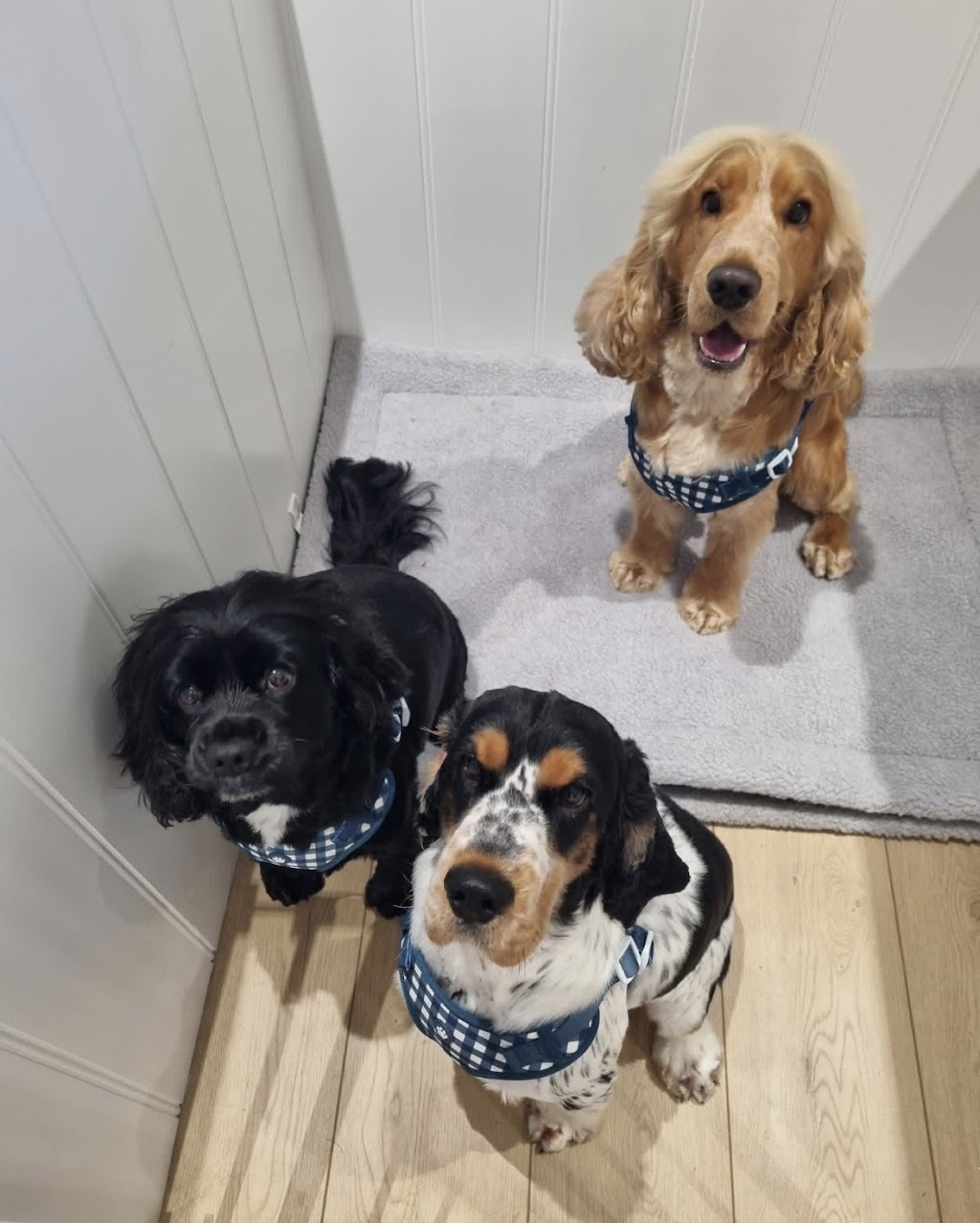 Sand and Paws grooming sanctuary | 12 Lowrie Ct, Cleveland QLD 4163, Australia | Phone: 0457 369 043