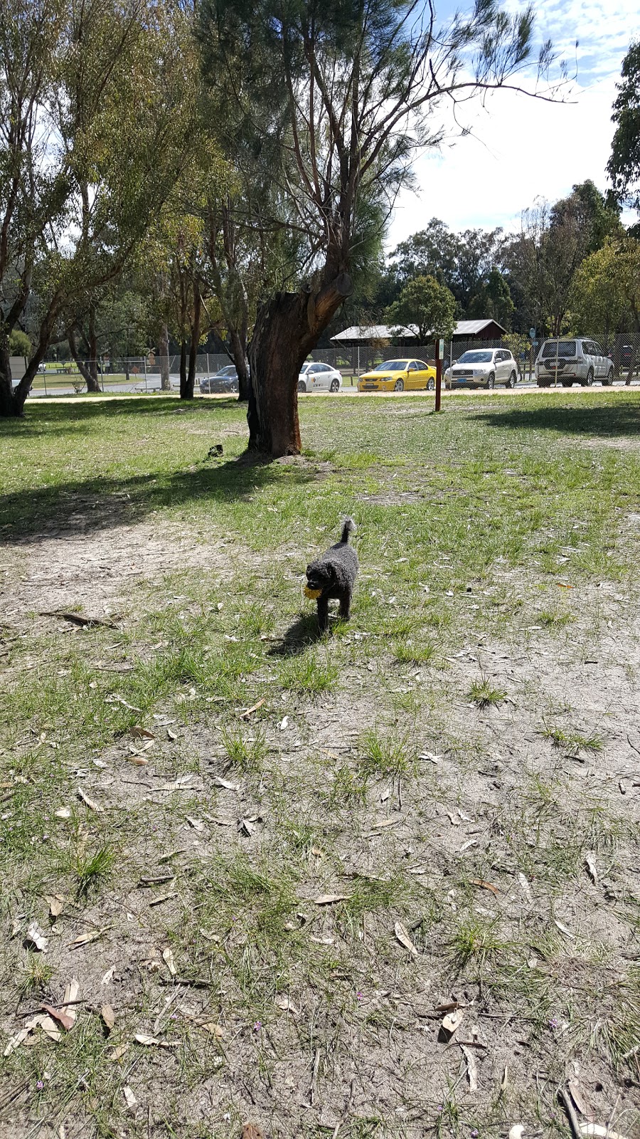 Whiteman Park Dog Park | Lord St, Whiteman WA 6068, Australia | Phone: (08) 9209 6000