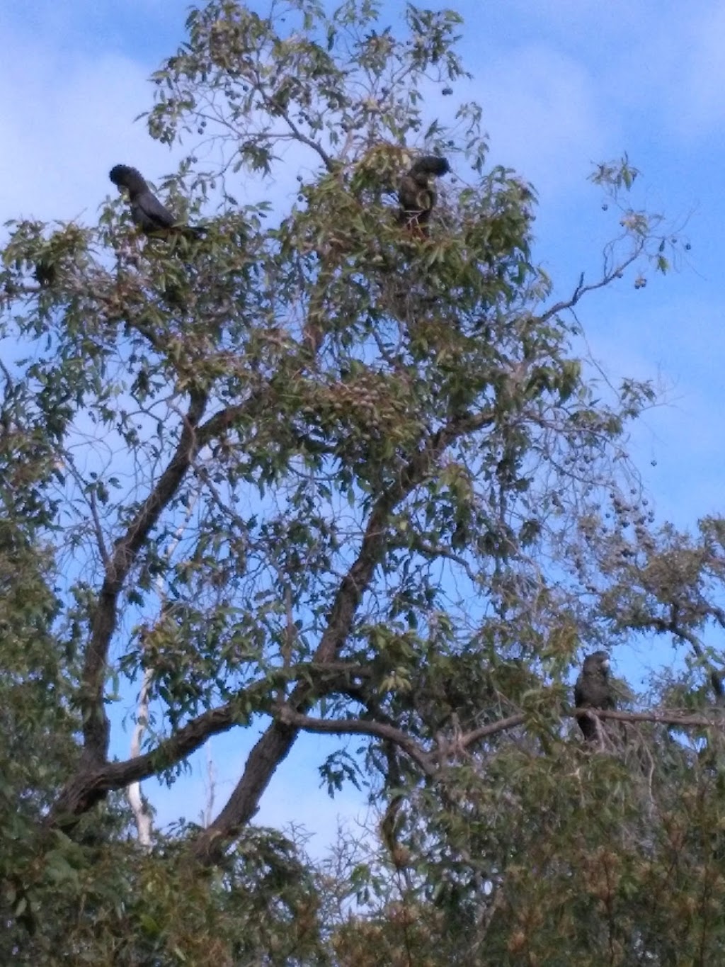 Baldwins lookout trail | park | Serpentine WA 6125, Australia