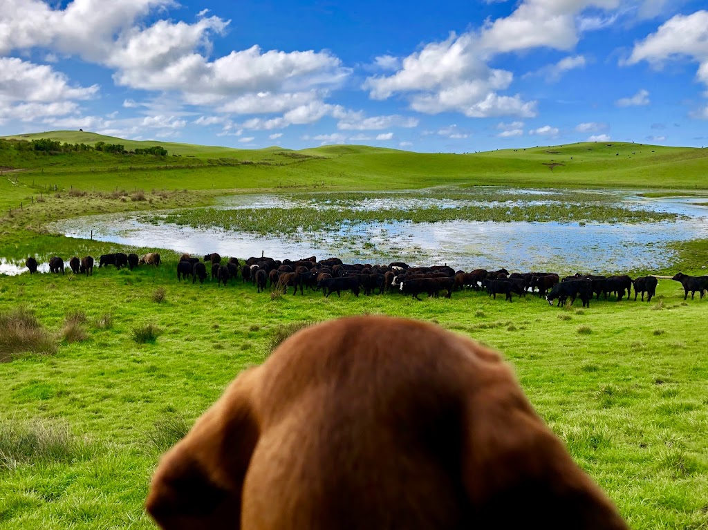 Meat Your Beef - King Island Farm Tours | 3470 North Rd, Egg Lagoon TAS 7256, Australia | Phone: 0427 118 903