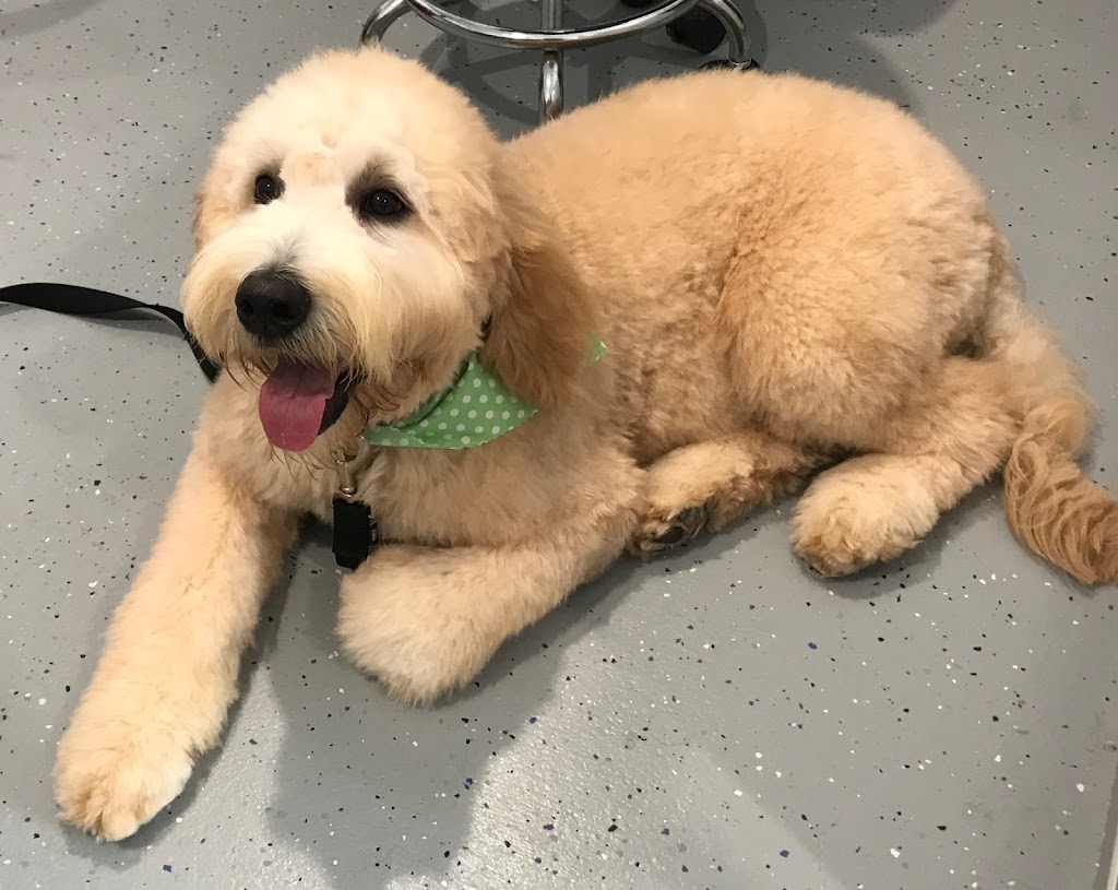 Salty Paws Burleigh | 3 Coleto Cres, Burleigh Waters QLD 4220, Australia | Phone: 0402 192 773