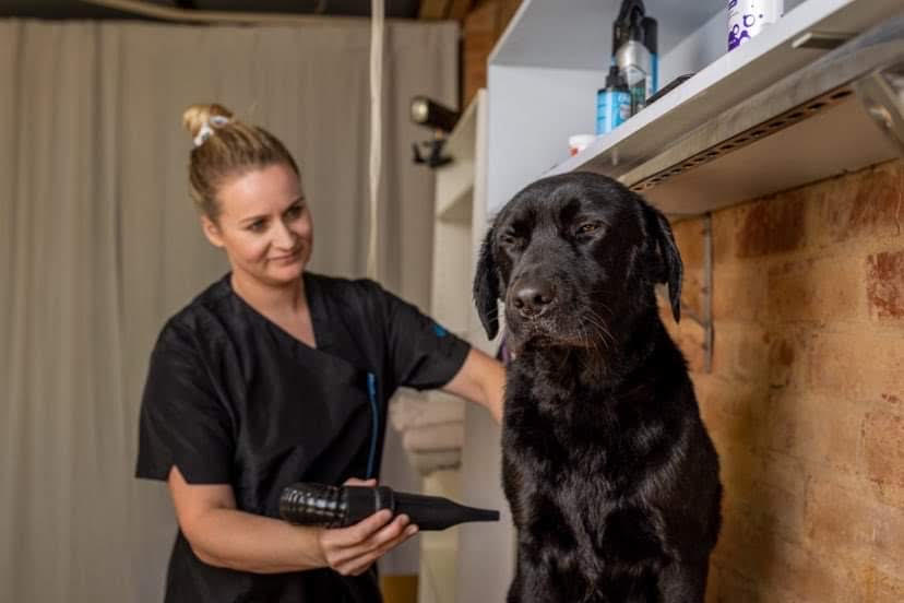 Off the Leash Pet Grooming Adelaide | 7 Jose St, Melrose Park SA 5039, Australia | Phone: 0423 339 739