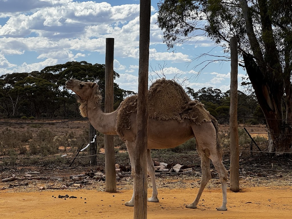 Coolgardie Camel Farm | 24RG+WP, Coolgardie WA 6429, Australia | Phone: (08) 9026 6159