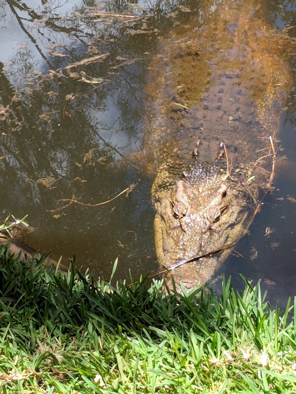 Snakes Downunder Reptile Park and Zoo | 51 Lucketts Rd, Childers QLD 4660, Australia | Phone: (07) 4126 3332