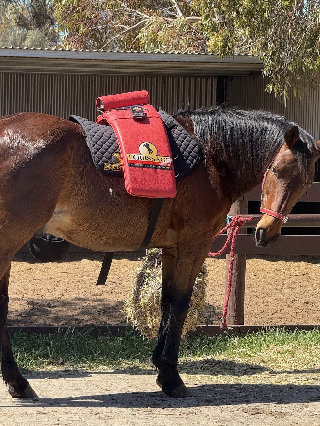 Hooves of Hope Australia (Sirian Star Pty Ltd) | 633 Blamey Rd, Yarroweyah VIC 3644, Australia | Phone: (08) 7547 4000