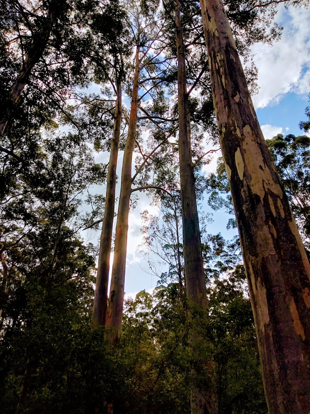 Big Brook State Forest | park | Channybearup WA 6260, Australia